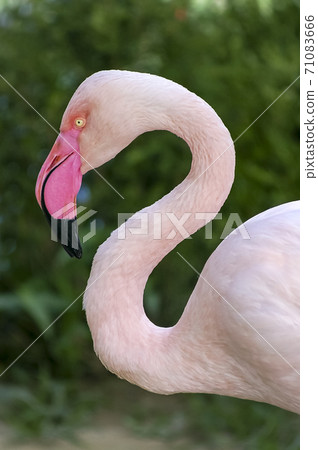 Flamingo 71083666