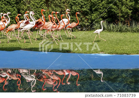 Flamingo 71083739
