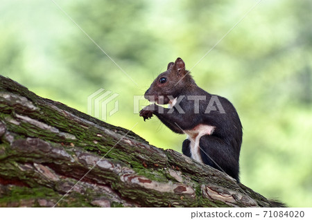 靴子 靴子 71084020