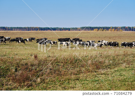 Herd of cows grazing at green field in a summer day 71084279