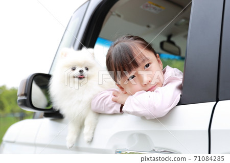 寵物狗博美犬和一個女孩出現在乘用車的乘客座位上 71084285