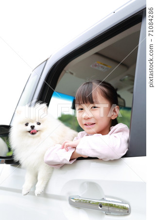 寵物狗博美犬和一個女孩出現在乘用車的乘客座位上 71084286