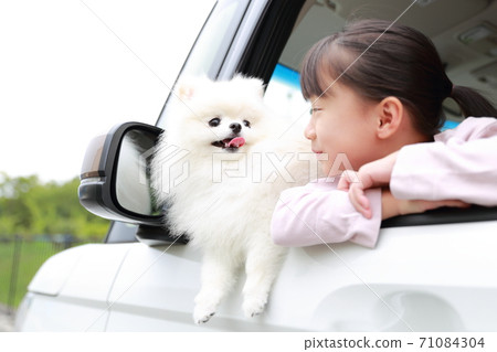 寵物狗博美犬和一個女孩出現在乘用車的乘客座位上 寵物狗博美犬和一個女孩出現在乘用車的乘客座位上 71084304