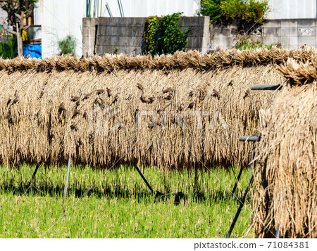 Original scenery of Kunitachi City: Rice fields and sparrows that have been harvested Original scenery of Kunitachi City: Rice fields and sparrows that have been harvested 71084381