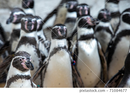 A group of penguins A group of penguins 71084677