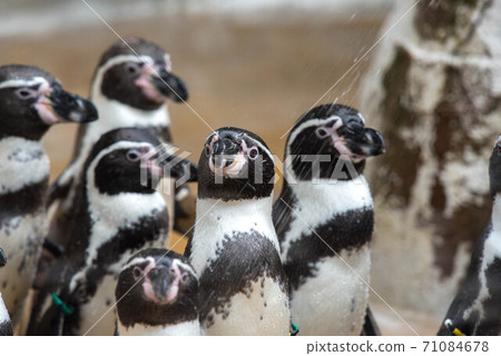 A group of penguins A group of penguins 71084678