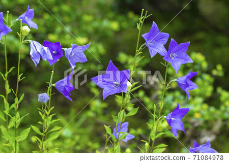 Flowers of Chrysanthemum Flowers of Chrysanthemum 71084978
