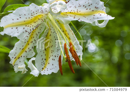 山芋百合了 照片素材 圖片 圖庫