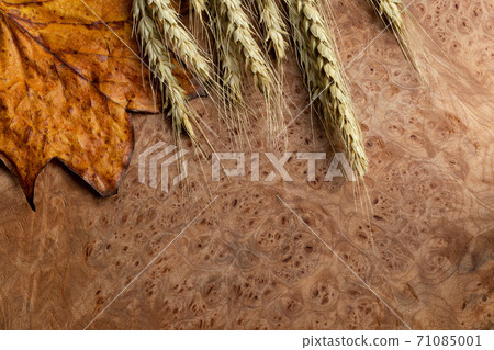 Tulip tree in autumn colors and wooden board 71085001