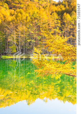 《Nagano Prefecture》 Golden Oshaga Pond / Yellow leaves heyday 《Nagano Prefecture》 Golden Oshaga Pond / Yellow leaves heyday 71085047