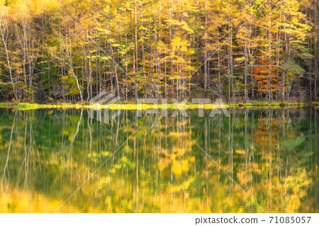 《Nagano Prefecture》 Golden Oshaga Pond / Yellow leaves heyday 《Nagano Prefecture》 Golden Oshaga Pond / Yellow leaves heyday 71085057