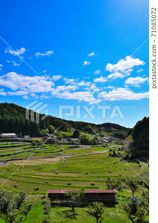 耀津町上田的秋天風景 71085072