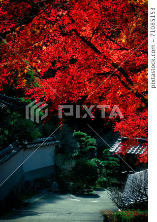 Burning maple 71085153