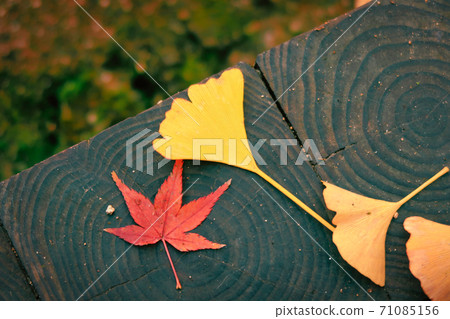 Did anyone line up? Beautifully lined colored leaves 71085156