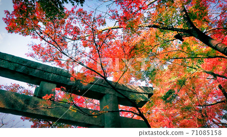 A torii and a maple 71085158