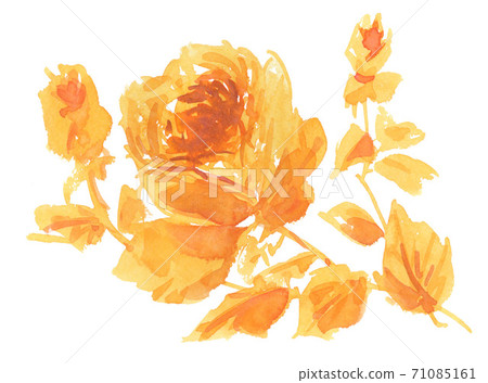 illustration, rose, watercolour 71085161