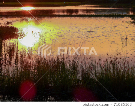 grass flower in grass land with sunset grass flower in grass land with sunset 71085163