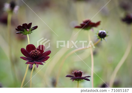 巧克力波斯菊 巧克力波斯菊 71085187