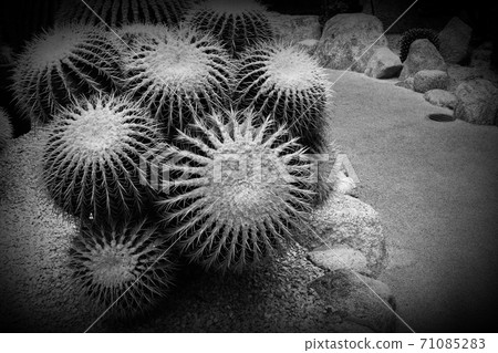 Cactus is amazing Cactus is amazing 71085283