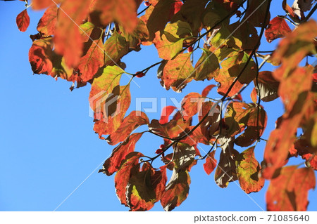 Autumn leaves that show through the autumn light Autumn leaves that show through the autumn light 71085640