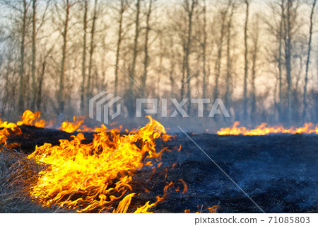 Open flame. Burning dry grass in the field. Extreme disaster and forest fires during a drought. 71085803
