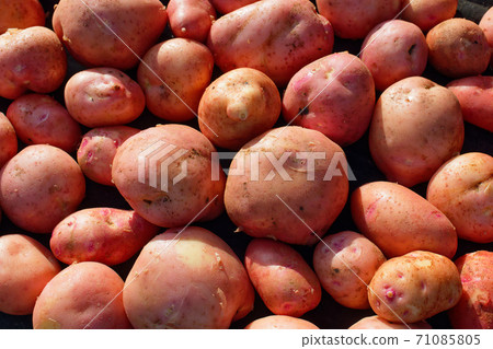 A scattering of clean and large red potatoes. A farmer's natural vegetable. 71085805