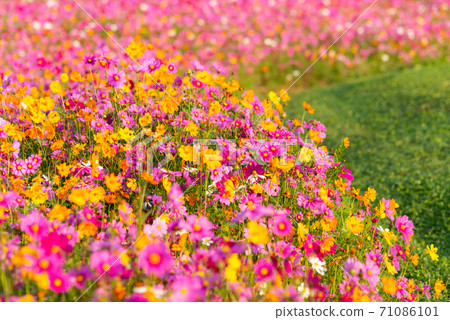 Flowers Cosmos in the meadow background. Flowers Cosmos in the meadow background. 71086101