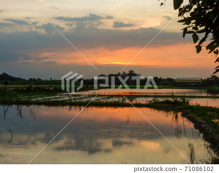 beautiful sunset on the field 71086102