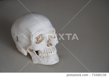 Skull model Skull model 71086136