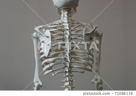 Skeleton model Skeleton model 71086138