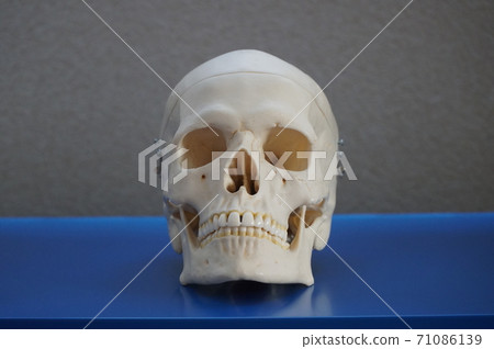 Skeleton model Skeleton model 71086139