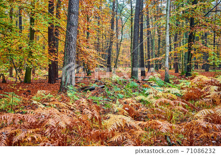 Deep forest in rainy autumn. 71086232