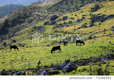 Cows eating grass in the meadow Cows eating grass in the meadow 71086462