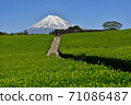 Fuji and fresh green tea fields 71086487