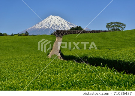 Fuji and fresh green tea fields Fuji and fresh green tea fields 71086487