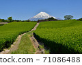 Fuji and fresh green tea fields 71086488
