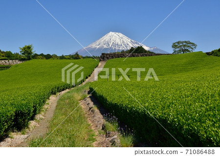 Fuji and fresh green tea fields Fuji and fresh green tea fields 71086488