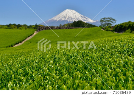 Fresh green tea fields and Mt. Fuji Fresh green tea fields and Mt. Fuji 71086489