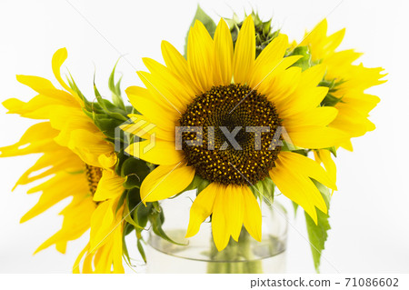 Yellow sunflower on a white background. Sunflower natural background. Blooming sunflower. Isolate. copyspace 71086602