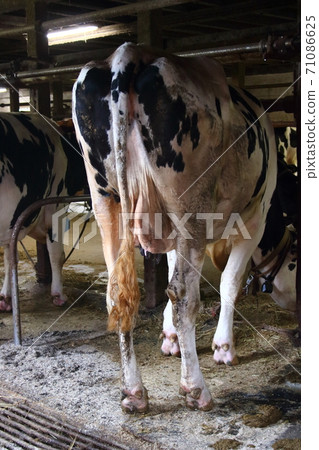 Back view of a cow (Holstein) 71086625