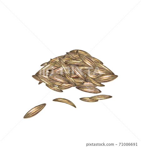 Watercolor pile of cumin seeds 71086691