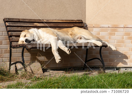 Central Asian Shepherd Dog male adult on a bench 71086720