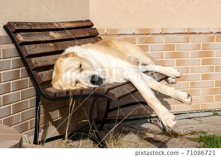 Central Asian Shepherd Dog male adult on a bench Central Asian Shepherd Dog male adult on a bench 71086721