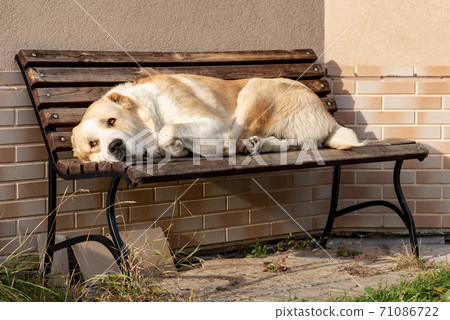Central Asian Shepherd Dog male adult on a bench Central Asian Shepherd Dog male adult on a bench 71086722
