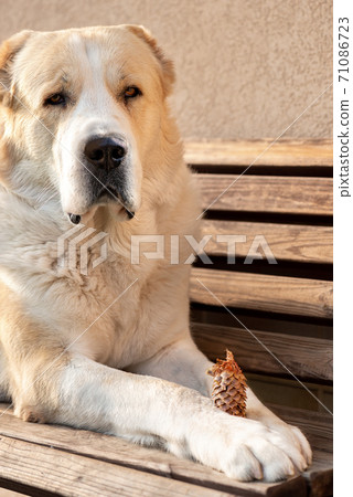 Central Asian Shepherd Dog male adult on a bench spruce cone 71086723