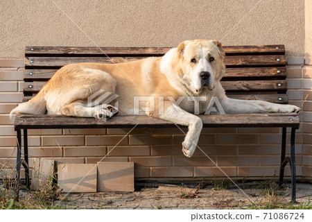 Central Asian Shepherd Dog male adult on a bench 71086724