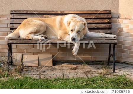 Central Asian Shepherd Dog male adult on a bench 71086726