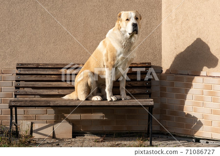Central Asian Shepherd Dog male adult on a bench 71086727