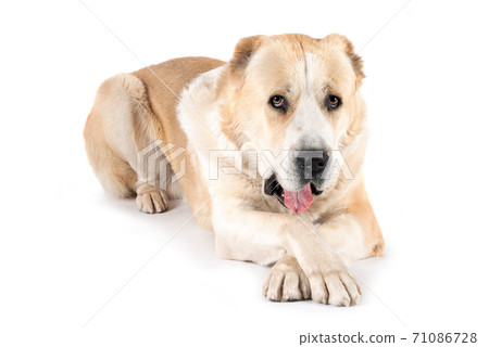 Central Asian Shepherd Dog male adult Central Asian Shepherd Dog male adult 71086728