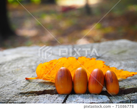 我在公園裡找到一個橡子 我在公園裡找到一個橡子 71086778